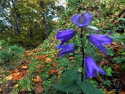 26 Campanule  di fine stagione